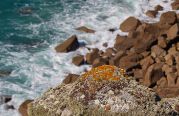 Rock moss sea.jpg